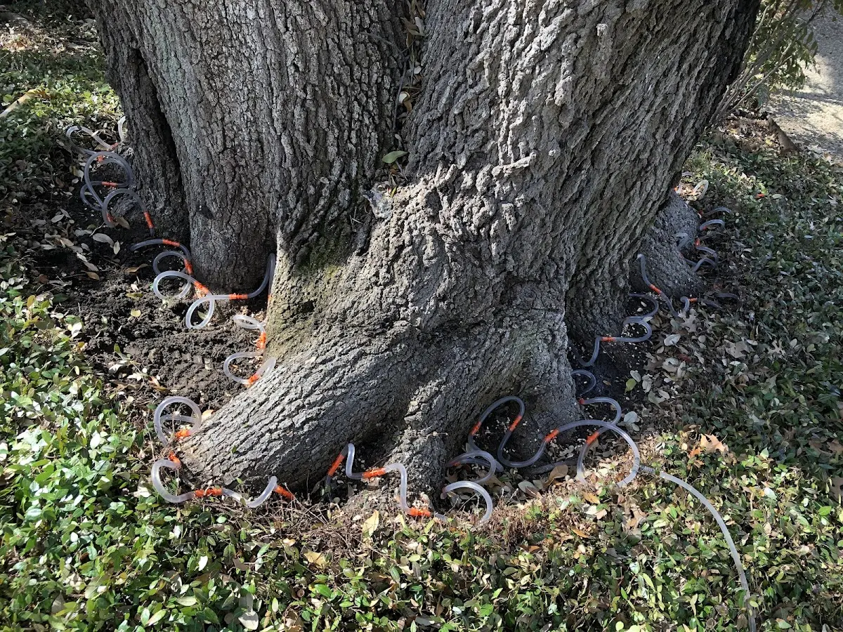 Detailed Tree Cabling and Bracing job site in Buena