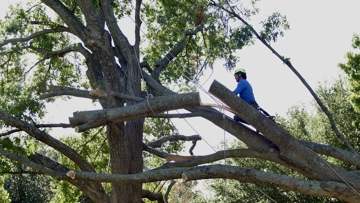 Professional Hazardous Tree Removal performed by certified arborists in Buena