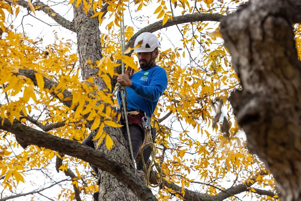 Skilled Storm Damage Cleanup crew working in Buena